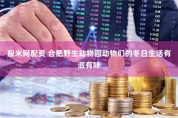 股米网配资 合肥野生动物园动物们的冬日生活有滋有味